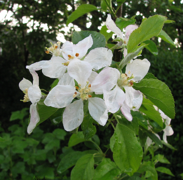 AppleBlossomSmall.jpg (254650 bytes)