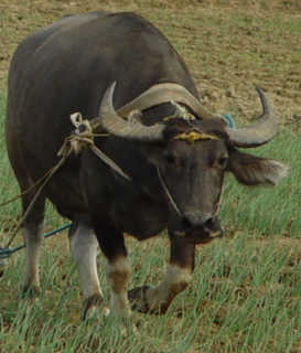 Carabao3.jpg (13431 bytes)