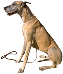 Great Dane sitting2.jpg (29234 bytes)