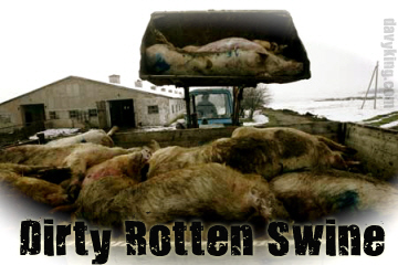 Swine Dirty Rotten.jpg (62629 bytes)