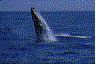 Whale_in_sea.gif (12105 bytes)