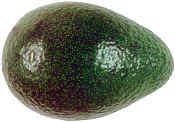 avocado.jpg (8368 bytes)