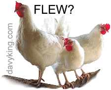 chickenFlew2.gif (18609 bytes)