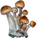 cubensis.jpg (24268 bytes)