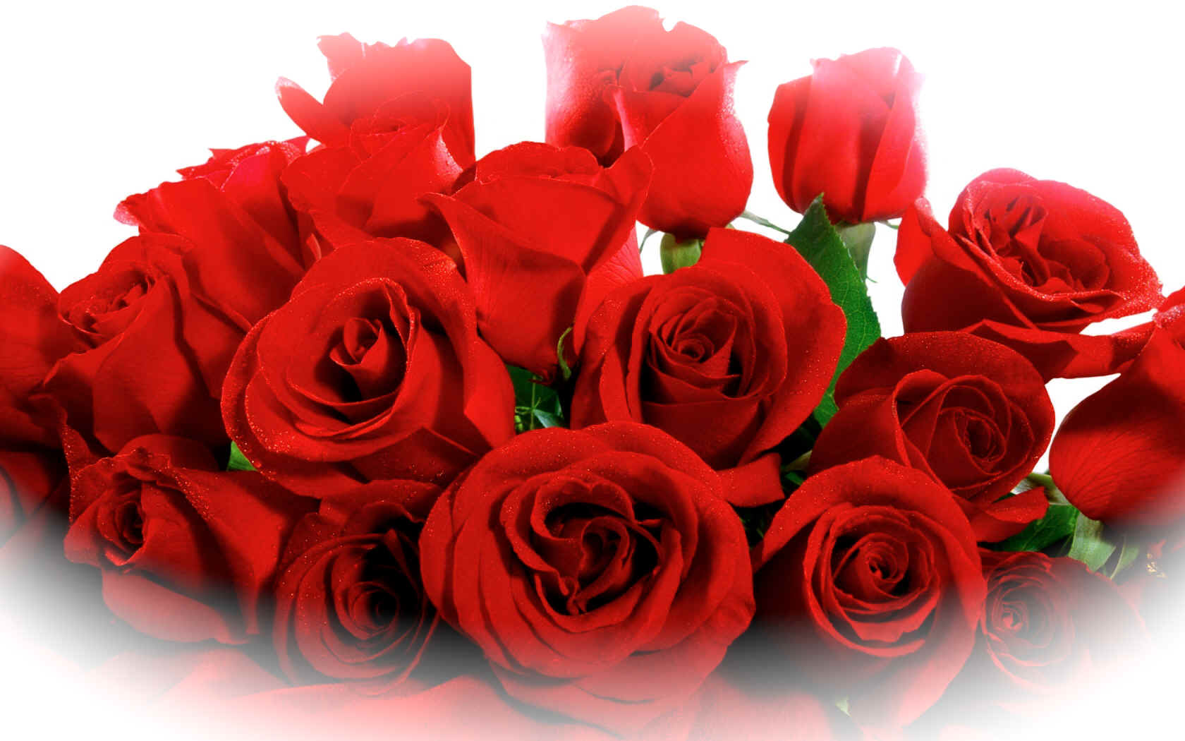lovely_red_roses-.jpg (534576 bytes)