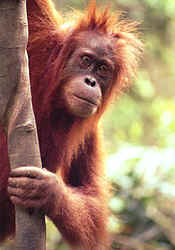 orangutans.jpg (16470 bytes)