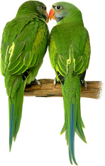 parrotsSmall.jpg (20069 bytes)