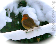 Robin01small.jpg (30778 bytes)