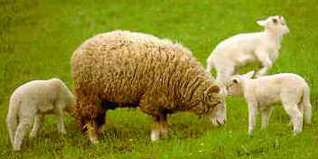 SheepNThreeLambs.jpg (10408 bytes)