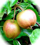 apples.jpg (16238 bytes)
