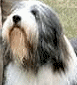 beardeddog2.gif (5983 bytes)