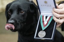 britain_hero_dog.jpg (9314 bytes)