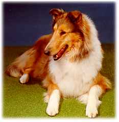 collie.jpg (6707 bytes)