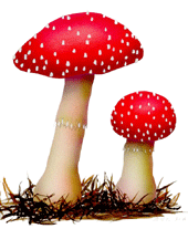 flyagaric.gif (15476 bytes)