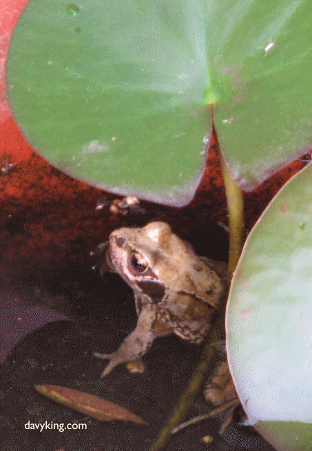 frog1cropped.jpg (66720 bytes)