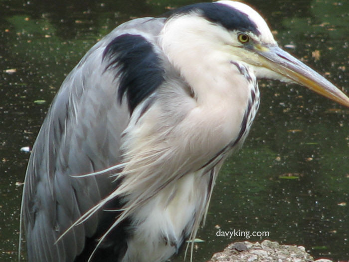 heron2signed.jpg (68747 bytes)