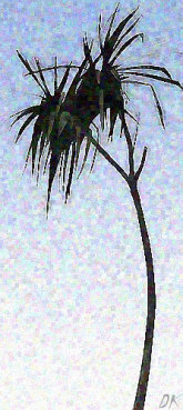 palmpaintingDKsmall.jpg (31264 bytes)