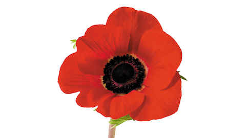 poppySmall.jpg (78414 bytes)