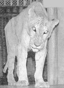 tigon.jpg (14455 bytes)